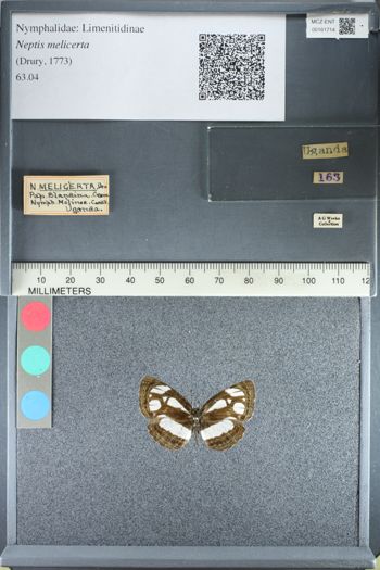 Media type: image;   Entomology 161714